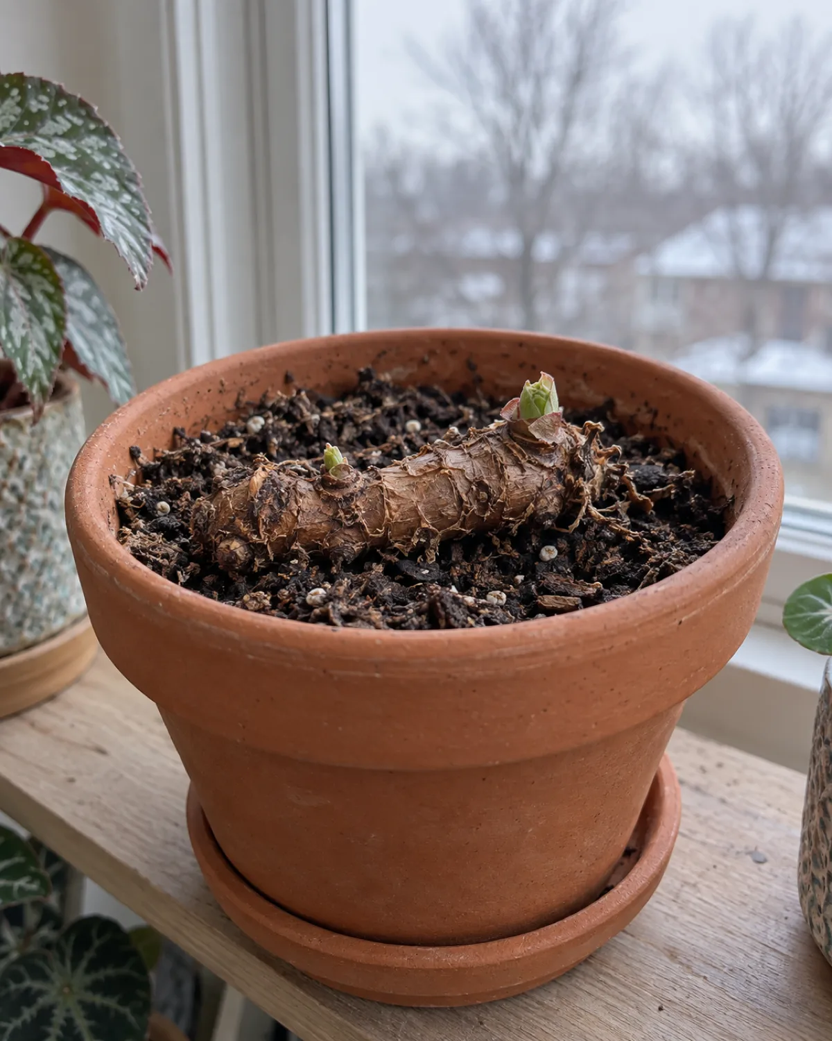 A rex begonia in a terracotta pot on a shelf during winter with most leaves dropped and only the thick horizontal rhizome visible on the soil surface with one or two tiny new growth buds emerging and a grey winter day visible through the window behind
