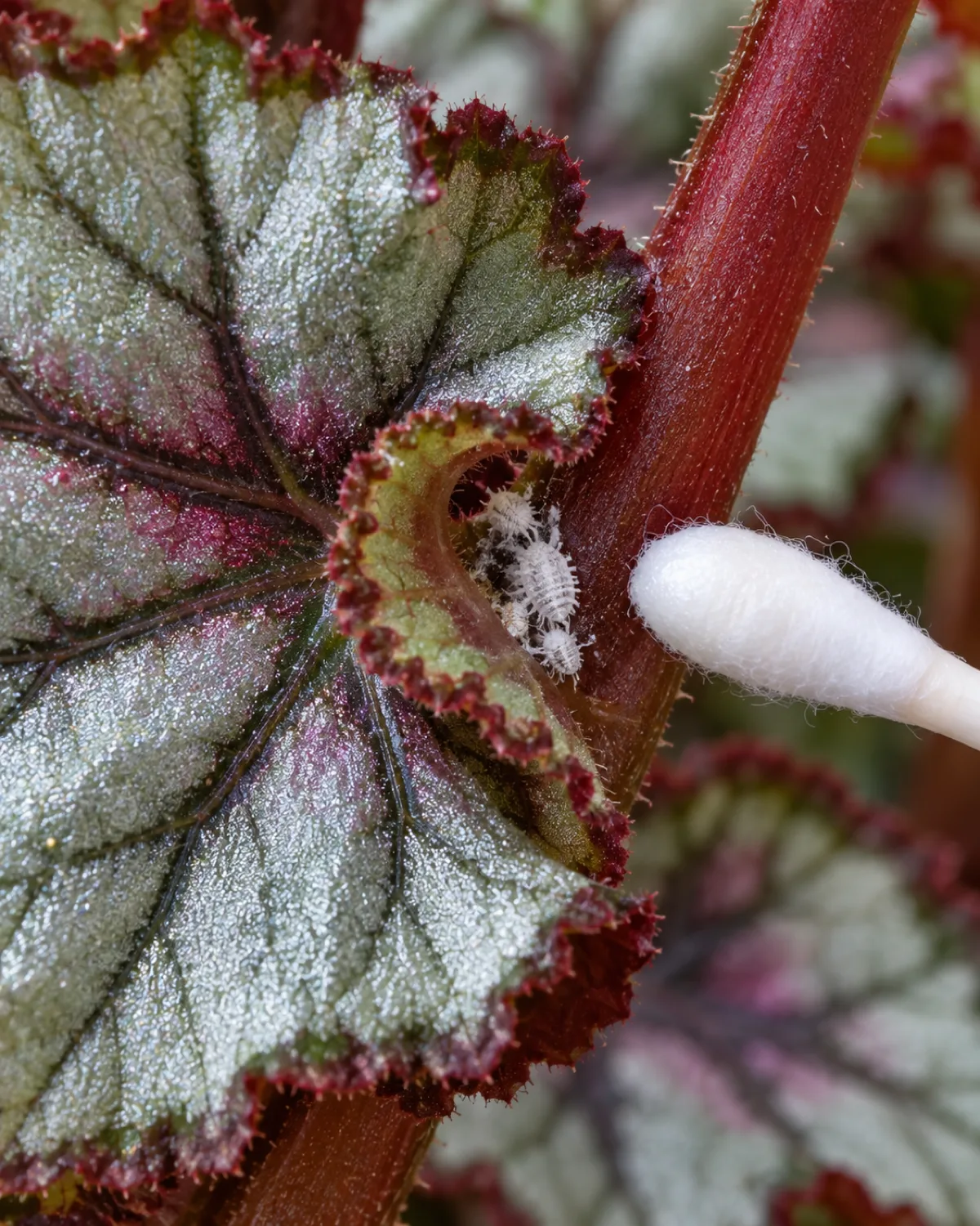 Close-up of a rex begonia leaf showing a white cottony mealybug cluster nestled in the crevice where the leaf spiral meets the stem with the metallic silver leaf surface making the white pest visible and a cotton swab dipped in rubbing alcohol positioned nearby