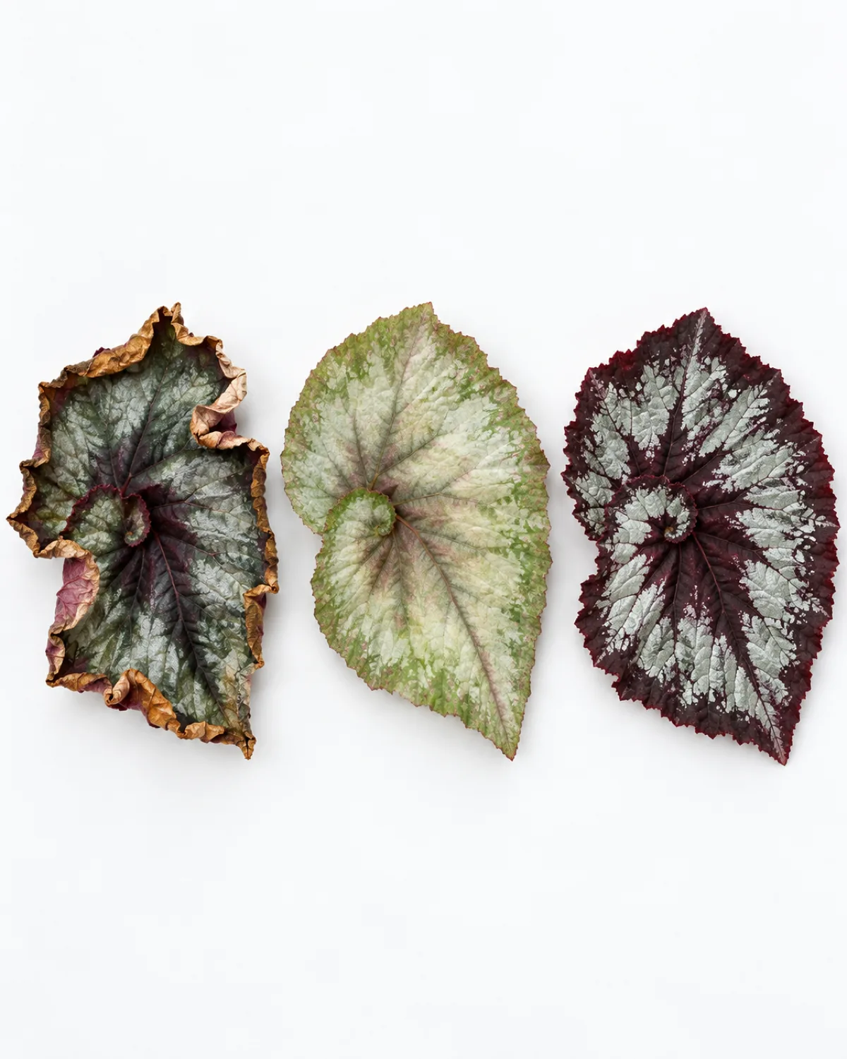 Three rex begonia leaves side by side on a clean white surface: one with curled edges and brown crispy tips from low humidity damage, one with faded pale green coloring where metallic patterns washed out from too much direct sun, and one healthy leaf with vivid silver-and-burgundy spiral markings