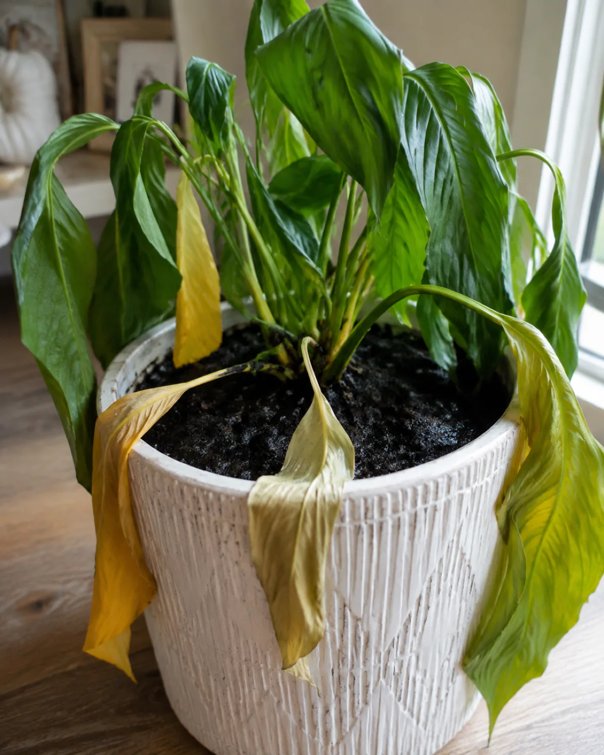 A peace lily in a decorative cachepot with lower leaves turned solid yellow while upper leaves droop limply despite wet dark soil surface and a mushy translucent stem at the soil line