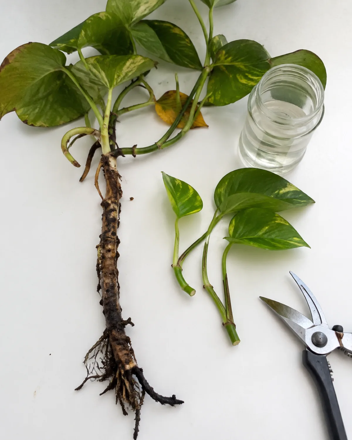 A severely damaged pothos on a white surface with mushy brown stem base and black roots alongside two healthy green vine sections freshly cut at nodes beside a clear glass jar filled with water for propagation