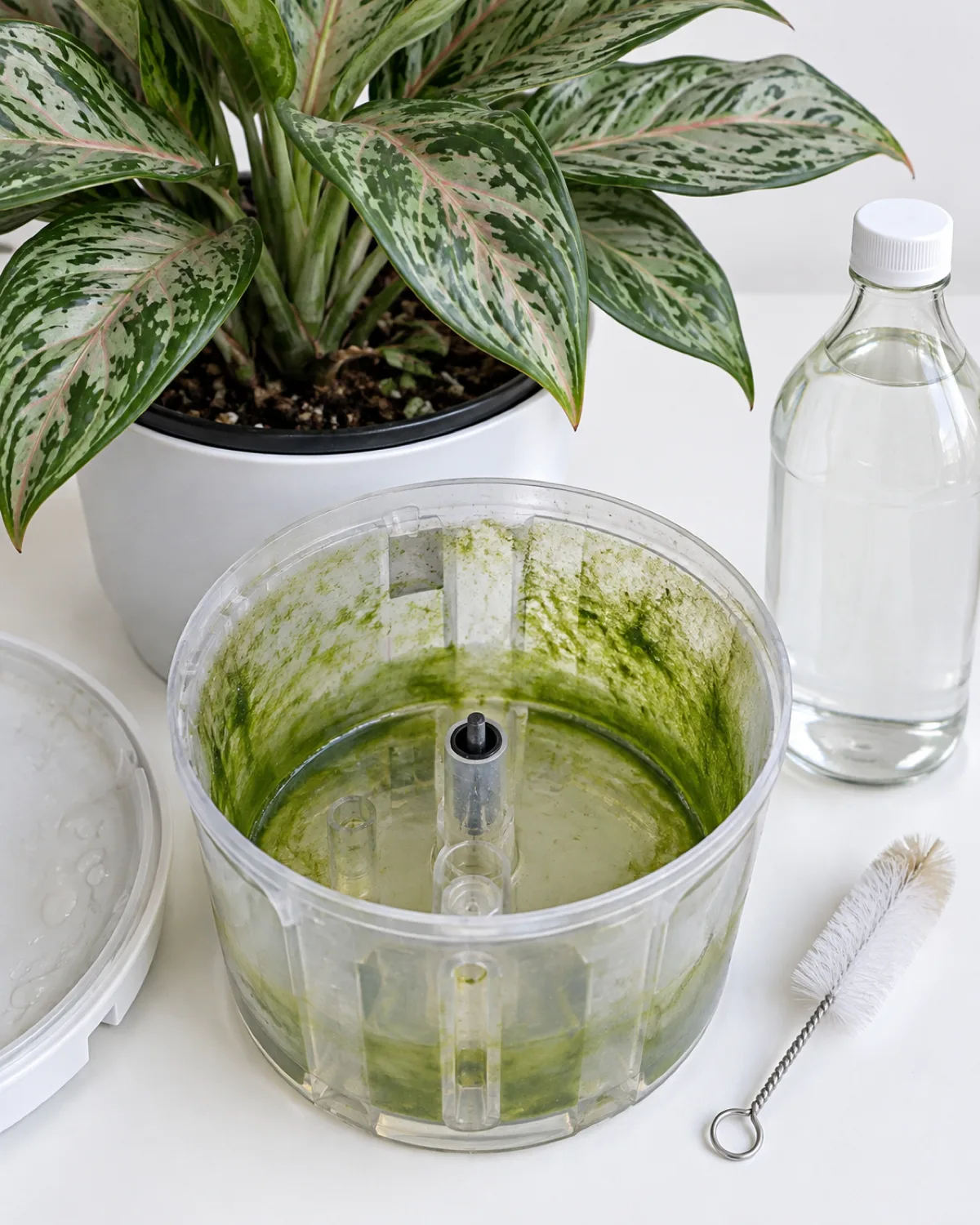 Close-up of a self watering pot reservoir opened to show greenish algae growth coating the inside walls of the transparent plastic water chamber with a bottle of white vinegar and a bottle brush beside the pot ready for cleaning