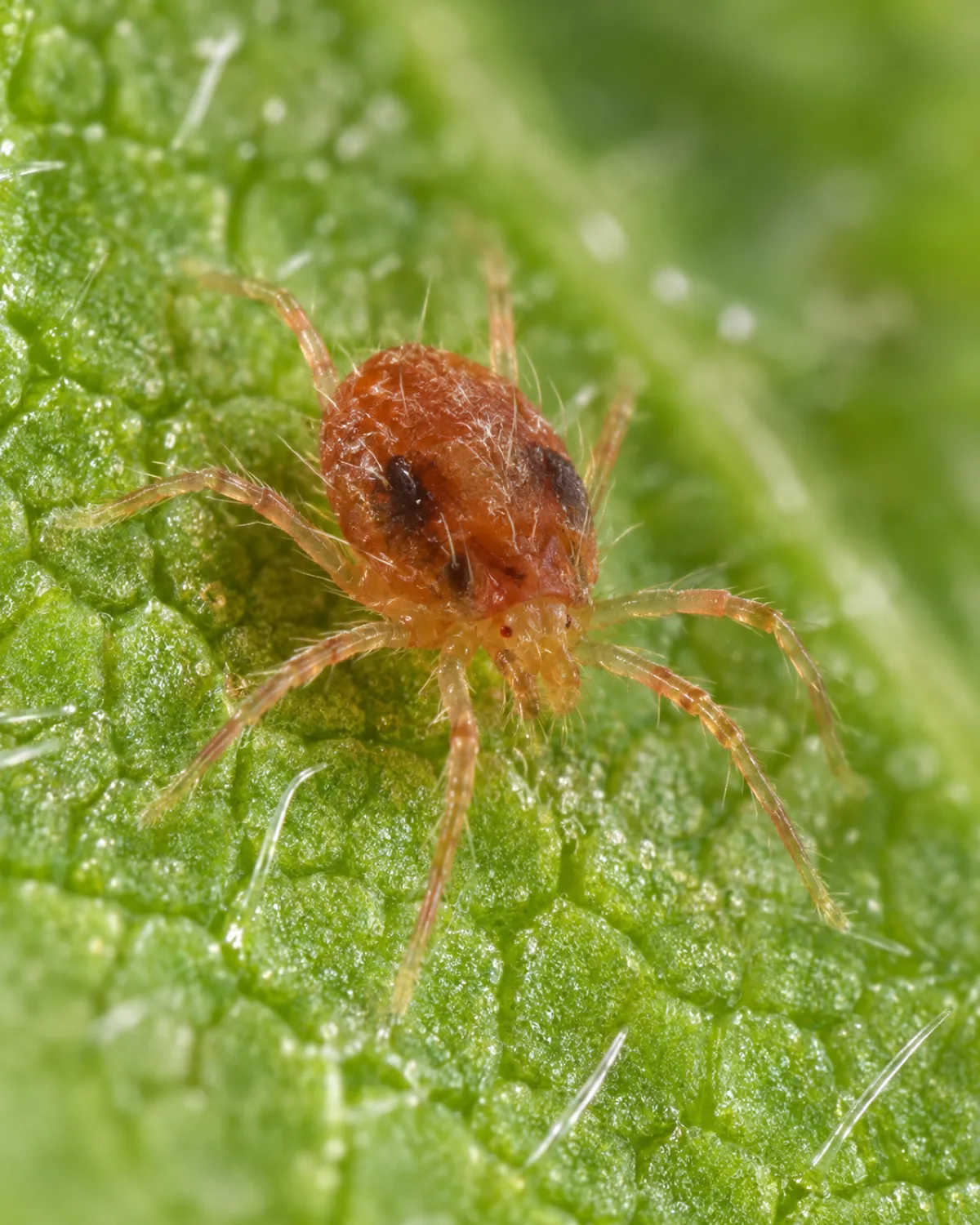 Extreme macro close-up of a two-spotted spider mite on a bright green leaf surface showing eight legs and two dark spots on its oval reddish-brown body