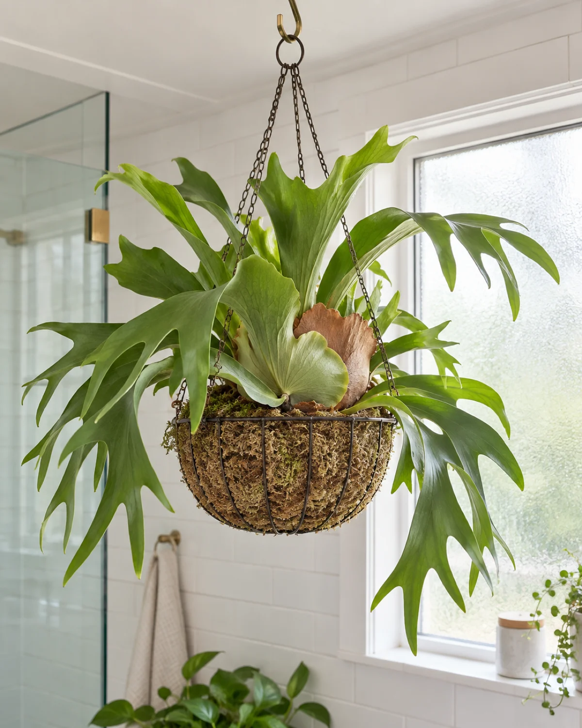 A staghorn fern growing in a wire hanging basket lined with sphagnum moss suspended from a ceiling hook in a bright bathroom with white tiles and natural light from a frosted window