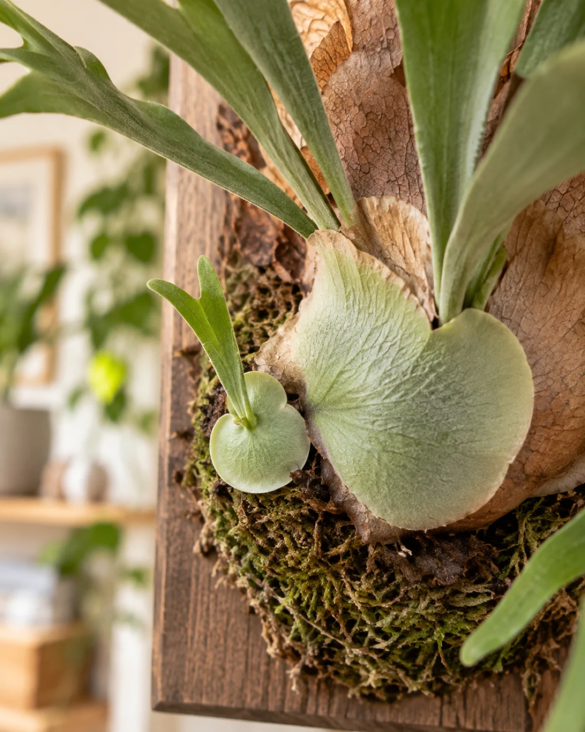 Close-up of a staghorn fern pup with its own small shield frond growing at the base of the parent plant on a mounted board showing where to divide