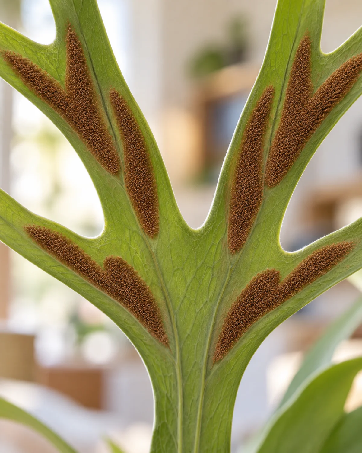 Extreme close-up of the underside of a staghorn fern antler frond showing brown fuzzy sporangia patches in a symmetrical pattern against the green frond surface