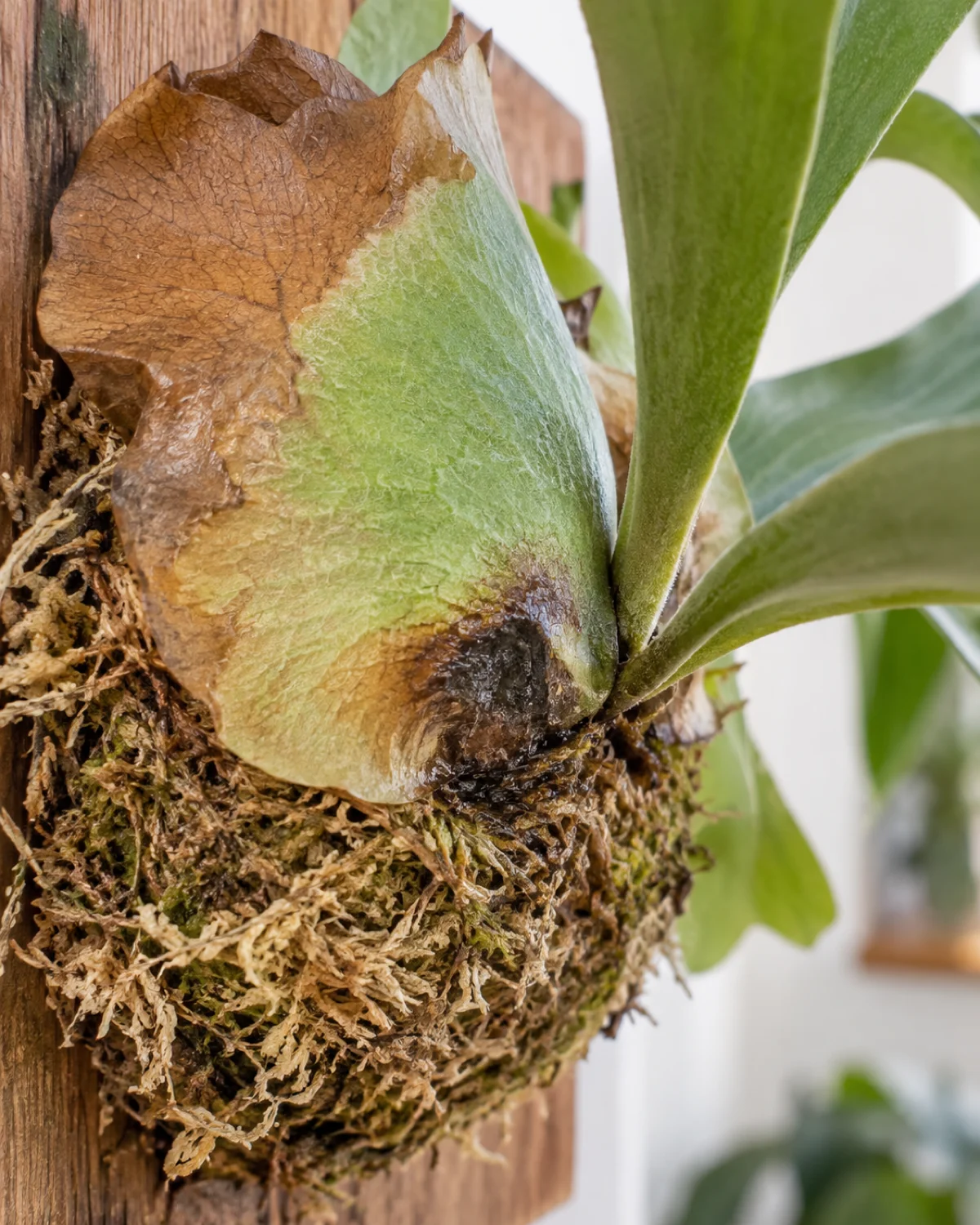 A staghorn fern with a blackened mushy area at the base where the shield frond meets the sphagnum mount showing early-stage rot damage with tissue visibly darkened and soft
