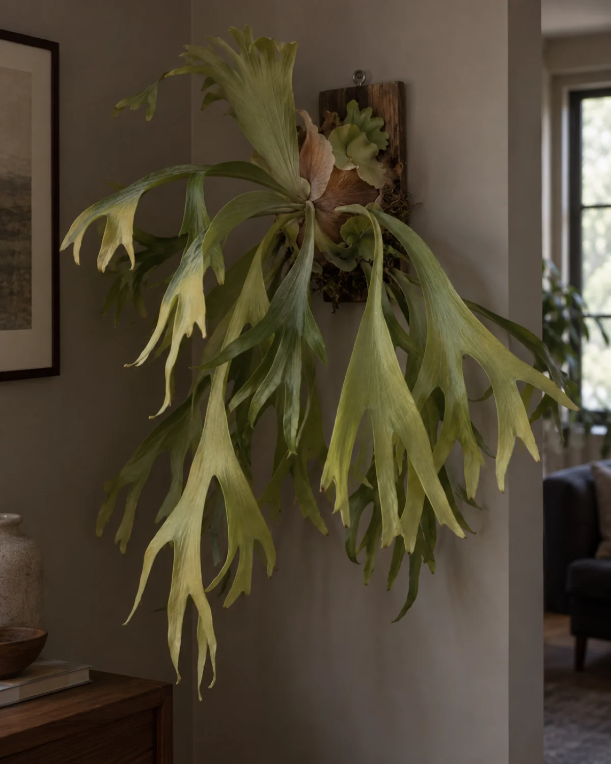 A large staghorn fern on a too-small board with antler fronds drooping and looking pale yellowish-green in a dimly lit corner showing signs of insufficient light and cramped mount