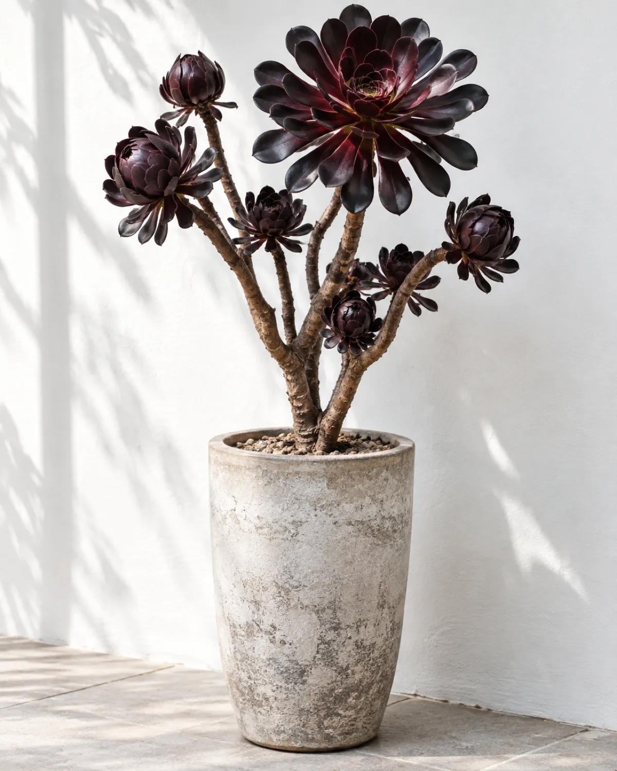 Aeonium Zwartkop with dramatic near-black dark burgundy rosettes on long woody branching stems creating a miniature tree silhouette against a bright white wall in a tall ceramic pot
