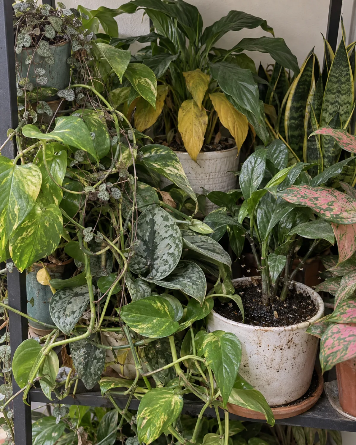 Crowded plant shelf showing what not to do plants packed so tightly leaves overlap and press together no visible air space yellowing lower leaves on center plant fungus gnats near wettest pot trailing vines tangled with plant below flat indoor lighting emphasizing problems