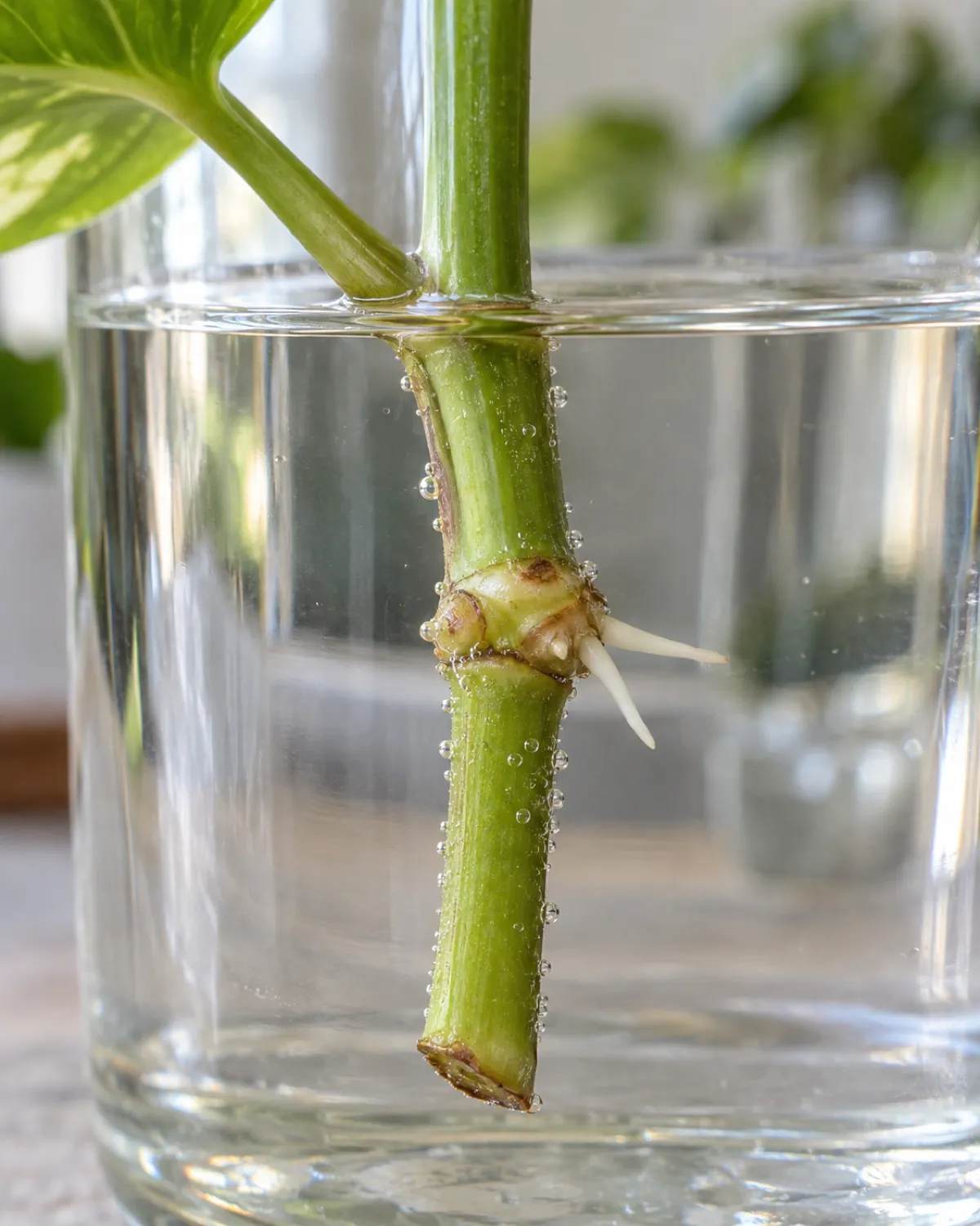 Close-up of a clear glass jar of water with a single stem cutting submerged showing the node area with tiny white adventitious roots pushing out beneath the waterline and two fresh green leaves above catching bright indirect light