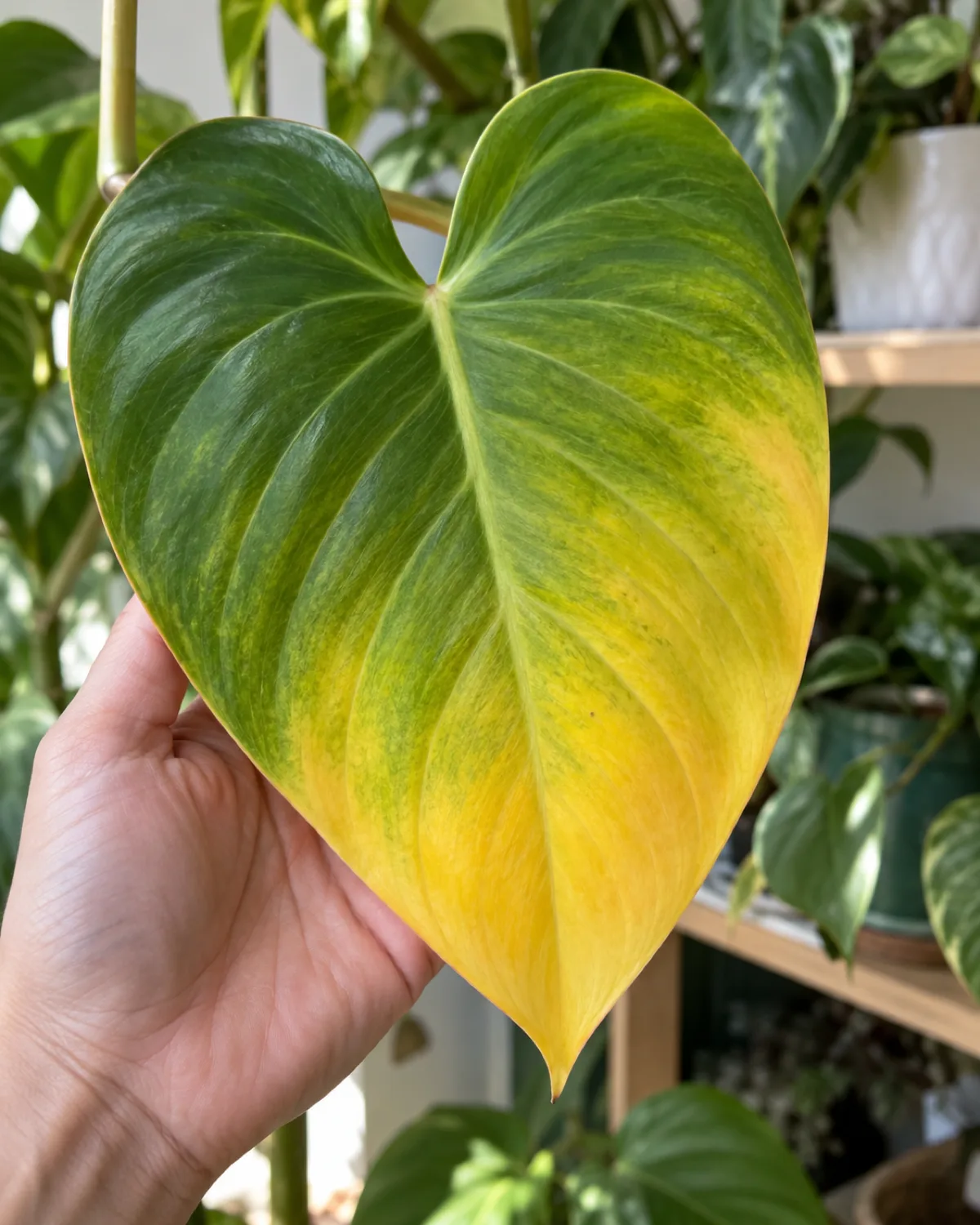 A close-up of a single heart-shaped philodendron leaf transitioning from green at the base through chartreuse in the middle to bright golden yellow at the tip held by a hand against a blurred background of healthy green plants