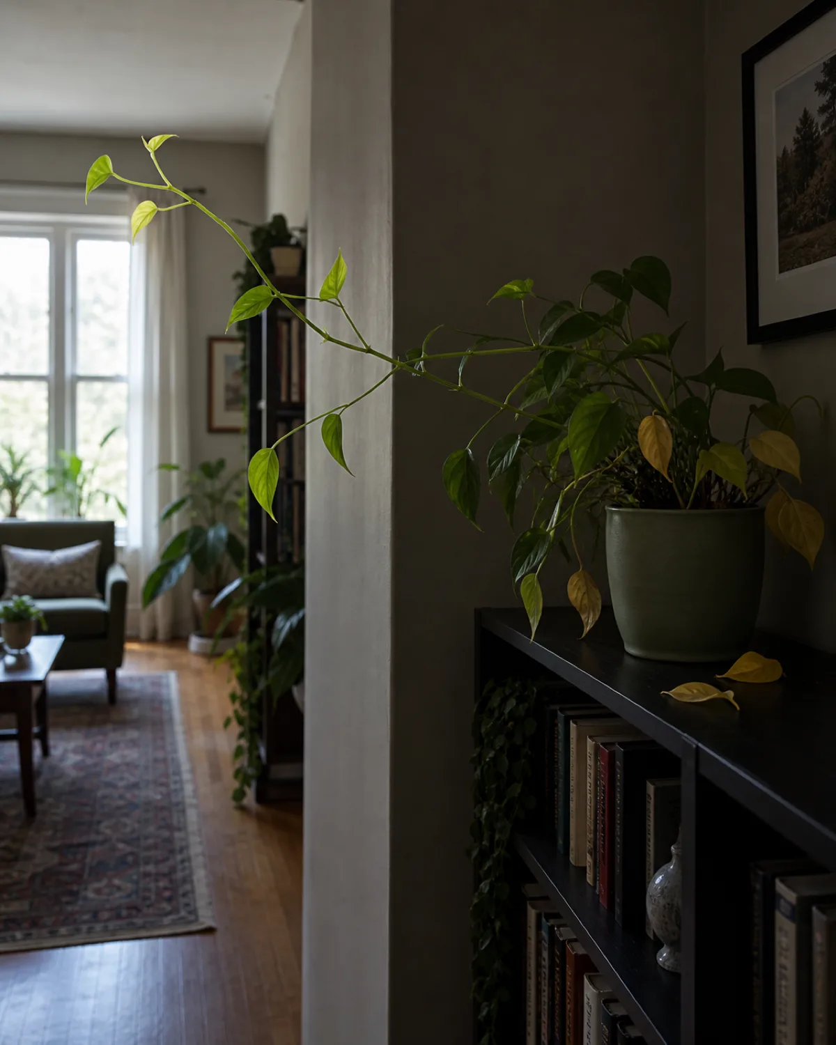 A pothos in a matte green pot on a dark bookshelf in a dim room corner with lower interior leaves yellow and dropping while top vines stretch dramatically toward a distant bright window with elongated pale new growth