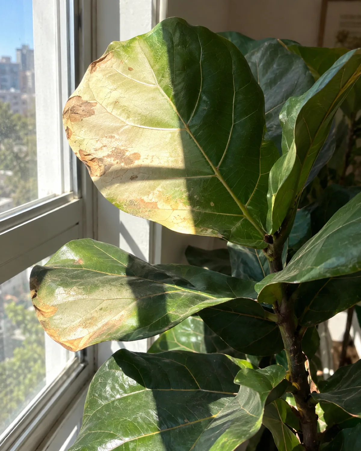 A fiddle-leaf fig next to a window with harsh direct sunlight showing bleached pale patches and tan sunburn spots on the sun-facing side of leaves while the shadowed side remains dark green with a sharp line between damaged and healthy tissue