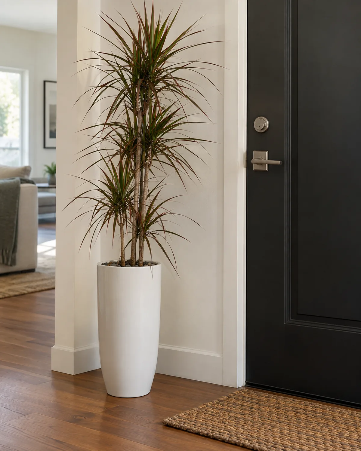 Dracaena marginata with thin spiky red-edged leaves in a tall narrow white ceramic planter beside an apartment door frame with hardwood floor