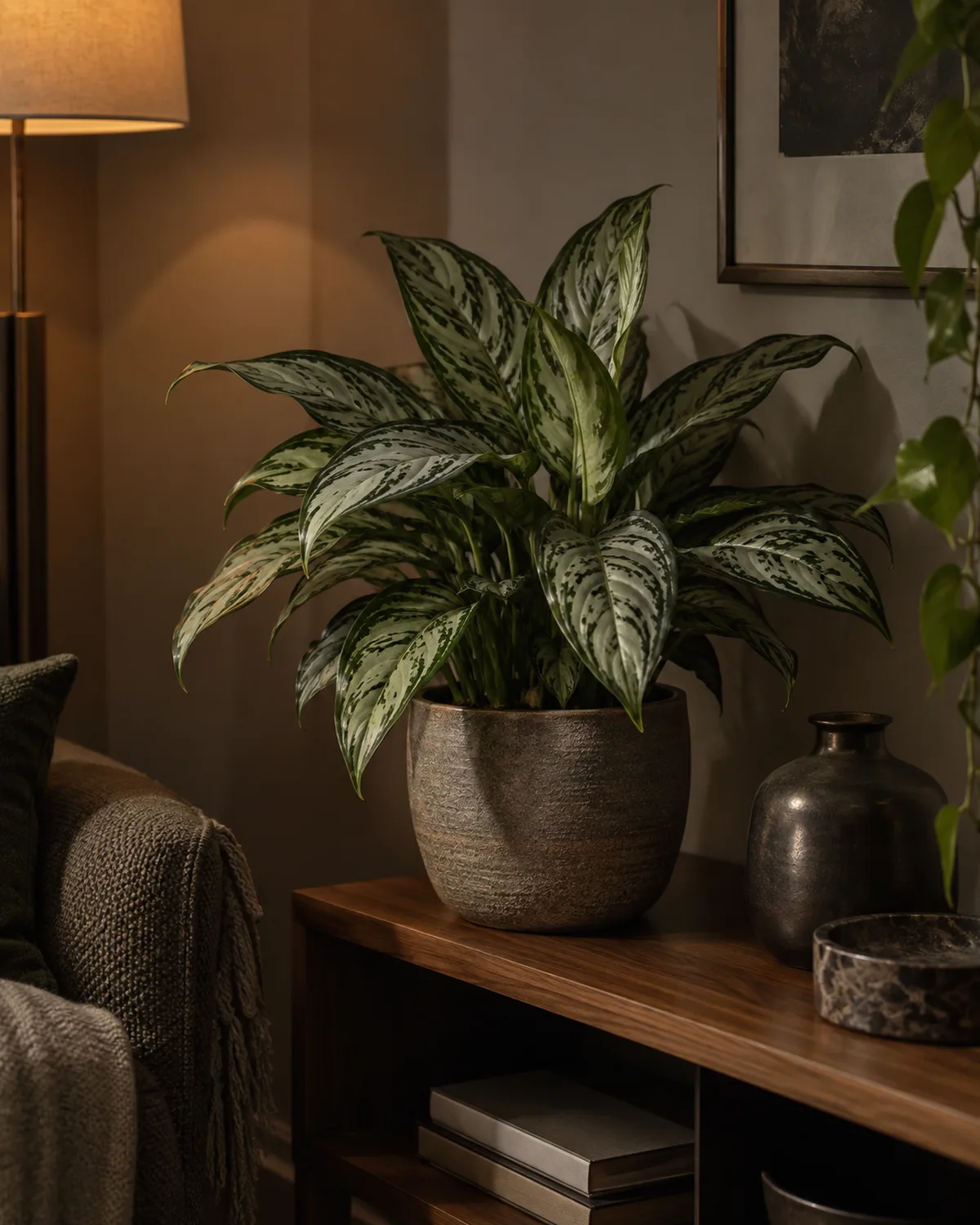 Chinese evergreen with silver-green patterned leaves on a low wooden shelf in a dimly lit apartment corner with warm moody lighting