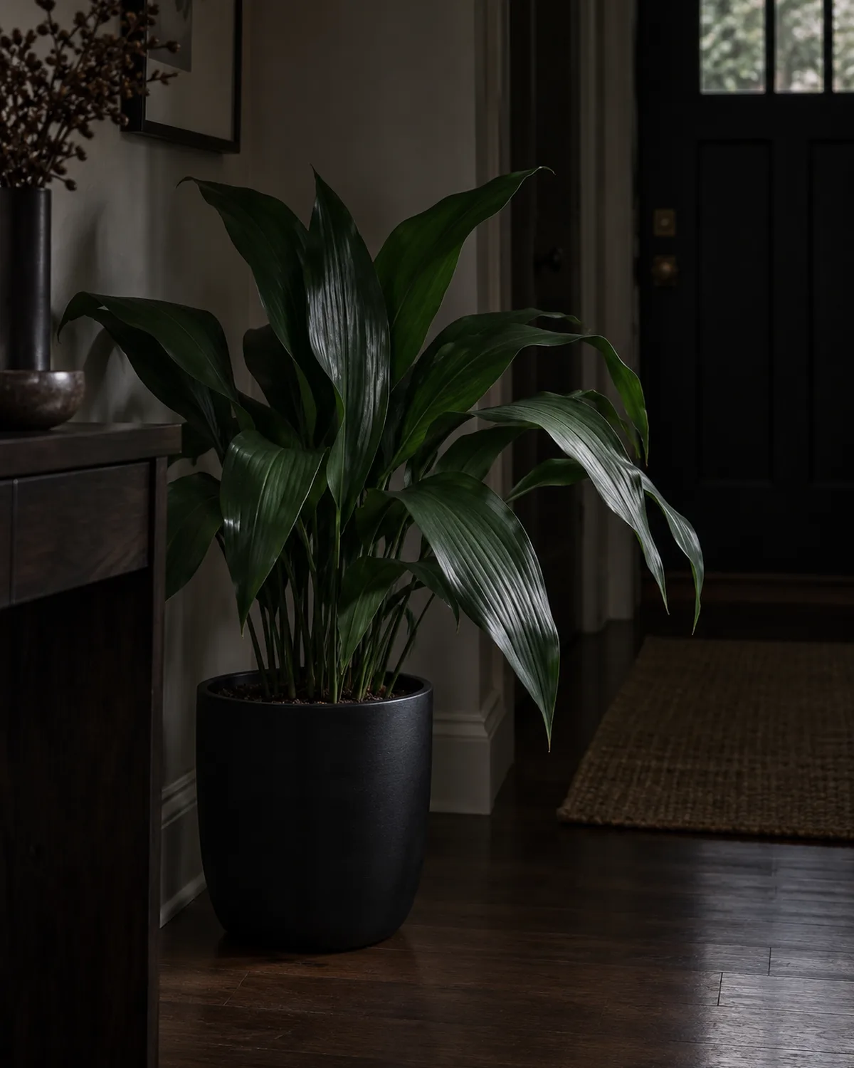 Cast iron plant with dark green arching leaves in a minimal matte black pot in a shadowy apartment entryway with low ambient light and hardwood floor